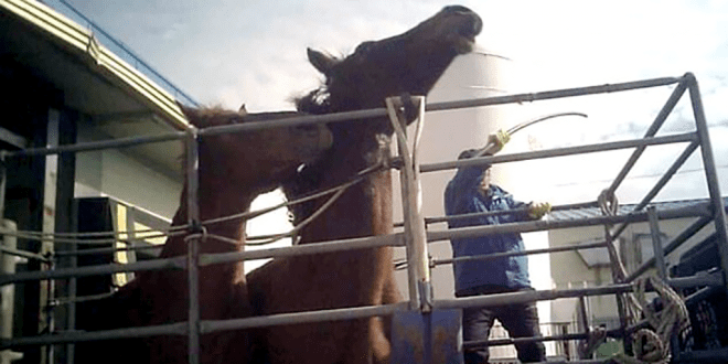 Slaughterhouse workers convicted for beating horses with a pipe