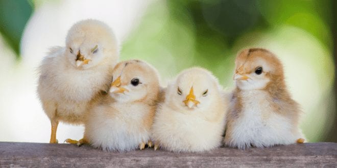 Male chick culling to be banned in Germany from 2022