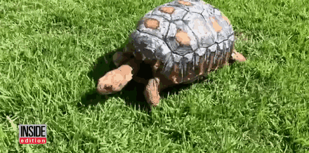 Tortoise injured in Amazon fires given 3D printed replacement shell 