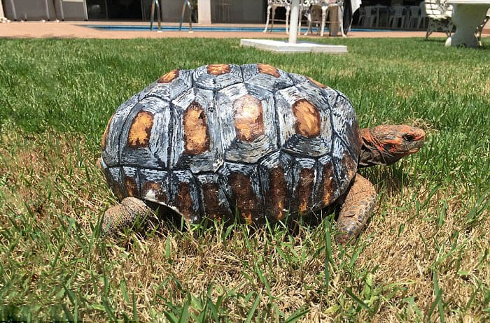 Tortoise injured in Amazon fires given 3D printed replacement shell