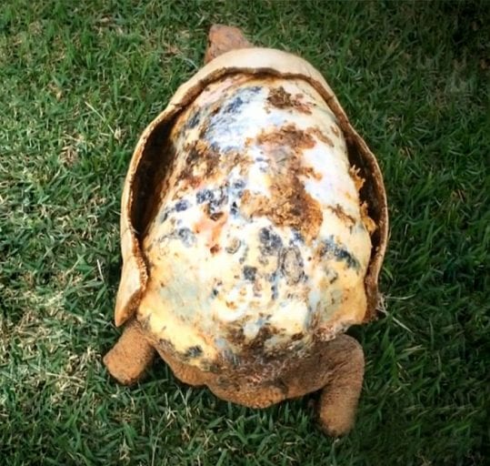 Tortoise injured in Amazon fires given 3D printed replacement shell