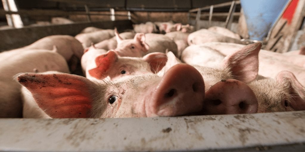 US removes pig slaughterhouse 'speed limit' allowing farms to kill more than 1,000 an hour