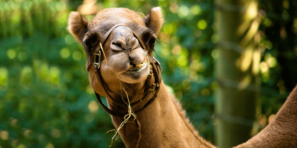 Woman prosecuted for entering camel enclosure and biting its testicles