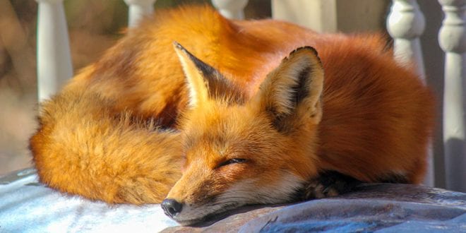 California becomes first State to ban fur trapping