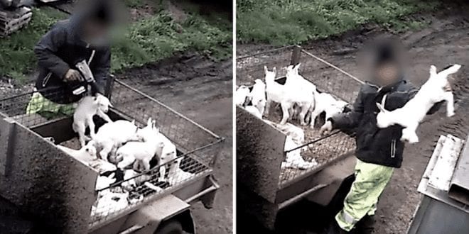 Disturbing footage shows farmer shooting newborn goats in the head and dumping them in a bin