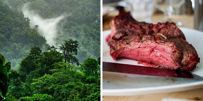 EU told to ban Brazilian beef to save the rainforests