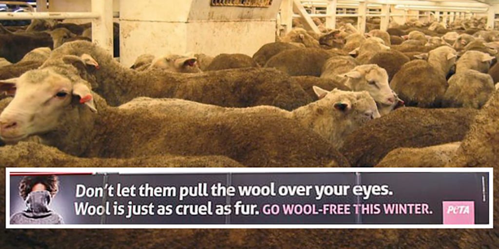 wool is just as cruel as fur PETA