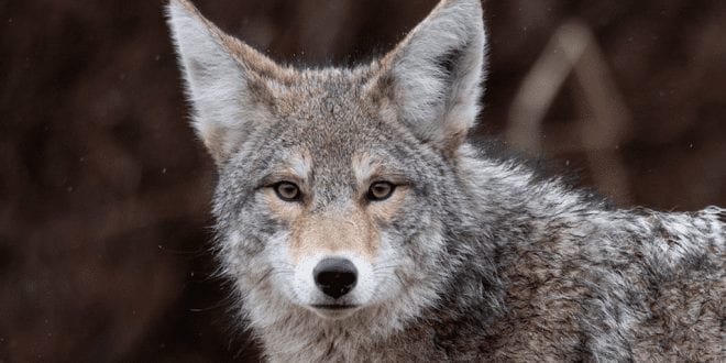 10 reasons why nobody should ever wear fur