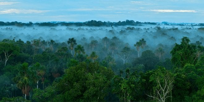 Amazon rainforest to reach 'irreversible tipping point' within two years