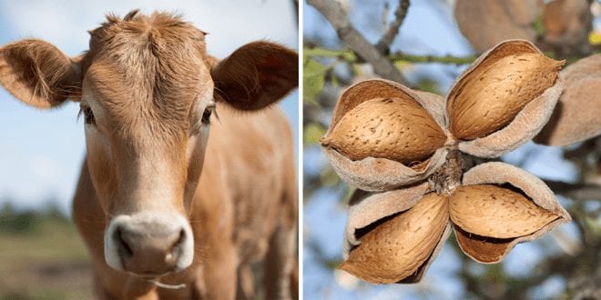 Cow farmers switch to growing almonds You’re better off putting your money into trees … almonds, pistachios, grapes