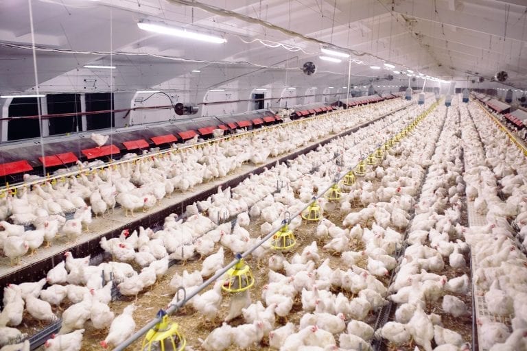 'Free range' chickens come in flocks of 36,000 birds
