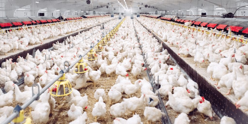 'Free range' chickens come in flocks of 36,000 birds