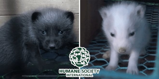 Fur farm investigation reveals fox decomposing among the living and mink driven to cannibalism