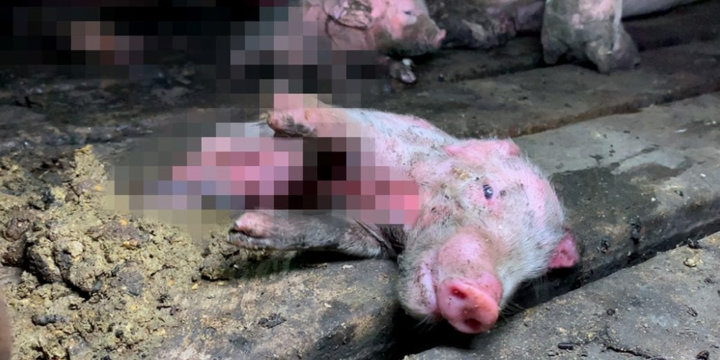 Investigation Dying piglets left to rot at second biggest US pork supplier