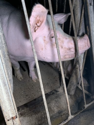 Investigation Dying piglets left to rot at second biggest US pork supplier