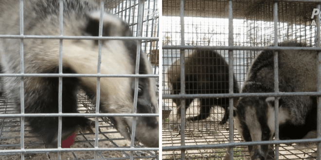 Investigation into brutal Chinese badger farms convinces brands to ditch industry