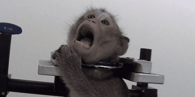 Investigation reveals monkeys screaming out in pain at German lab