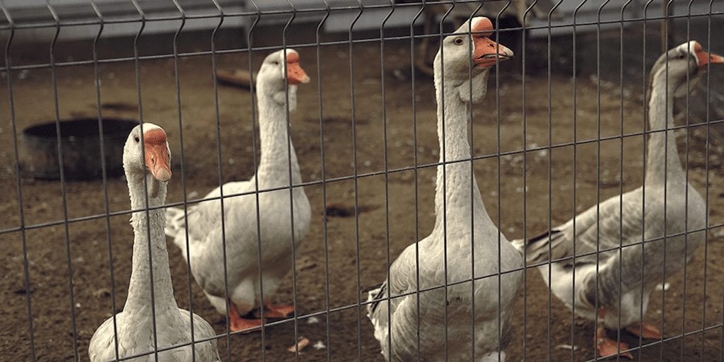New York bans foie gras, ending sales at 1,000 restaurants