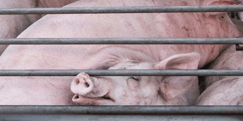New slaughterhouse kill speeds force employees to 'beat, drag and electrocute' pigs to make them move faster