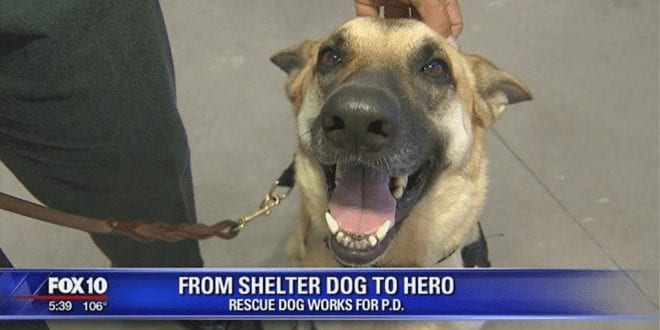 Rescue dog employed by police department as a 'therapy dog'
