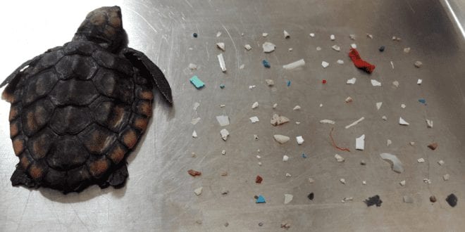 Tiny dead turtle washed up on Florida beach with 104 pieces of plastic in its stomach
