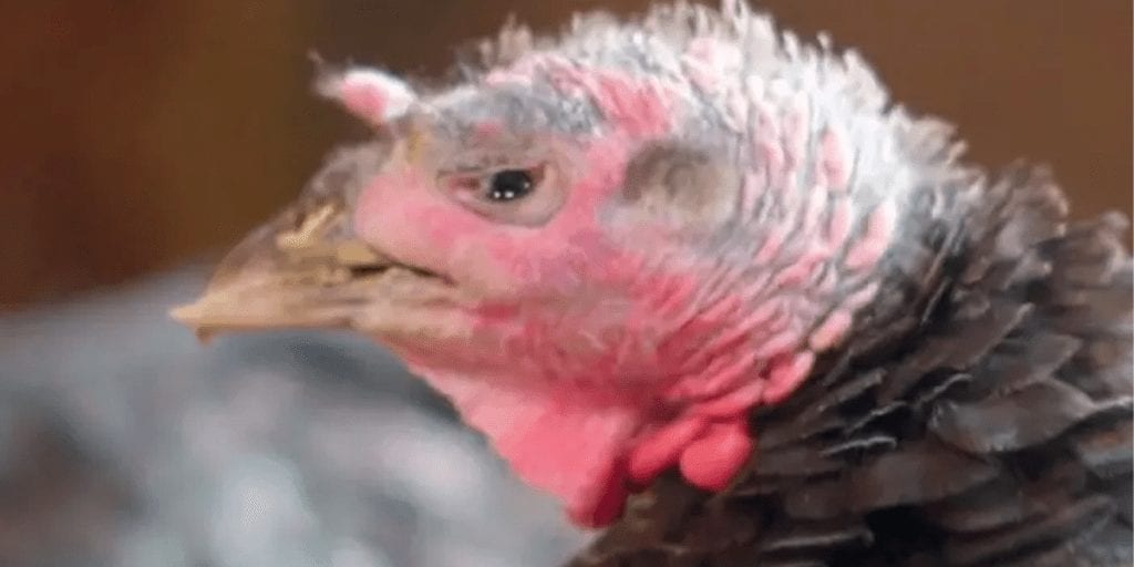 Vegan campaign saves Christmas turkeys and proves they're all "unique, sentient beings"