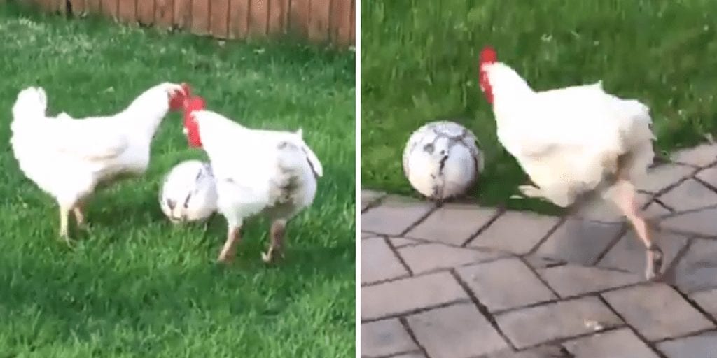 Video of chickens playing with a ball proves they deserve your compassion