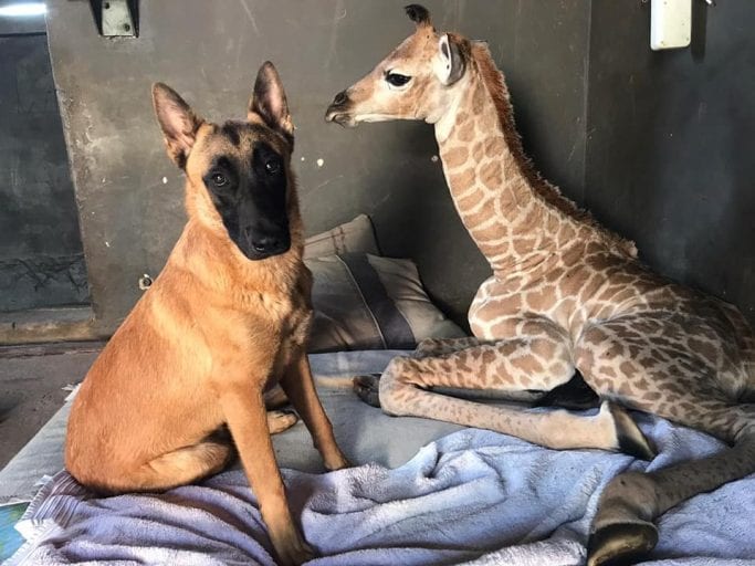 Abandoned baby giraffe and dog bond at animal orphanage