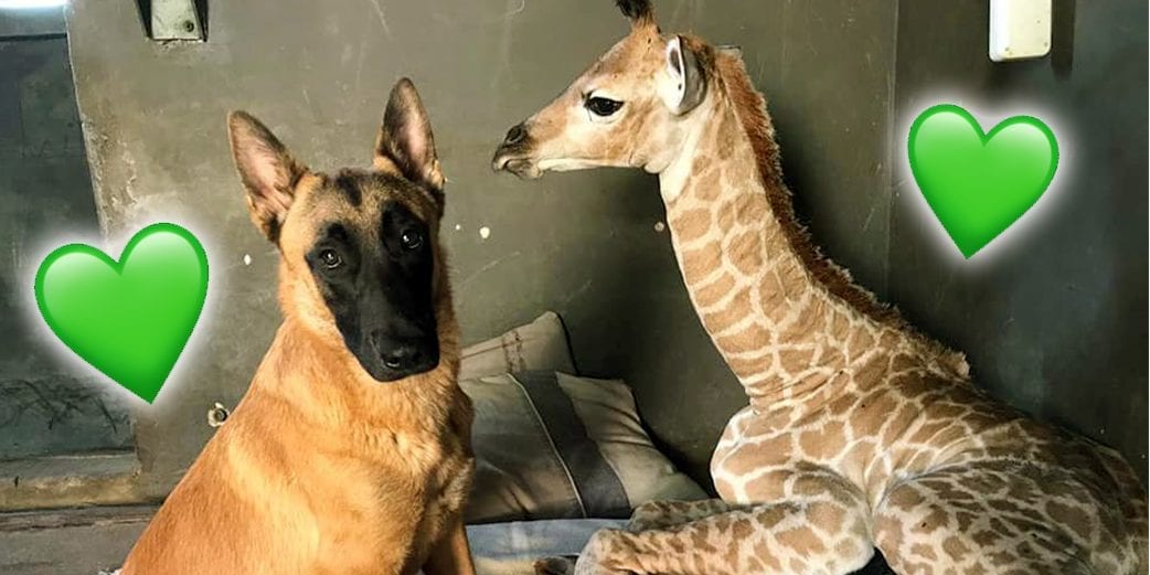 Abandoned baby giraffe and dog bond at animal orphanage