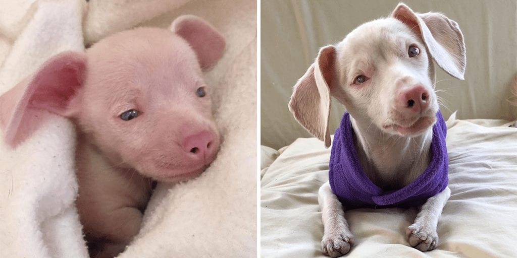Adorable Piglet- a pink, deaf and blind puppy is helping children overcome their own challenges and struggles