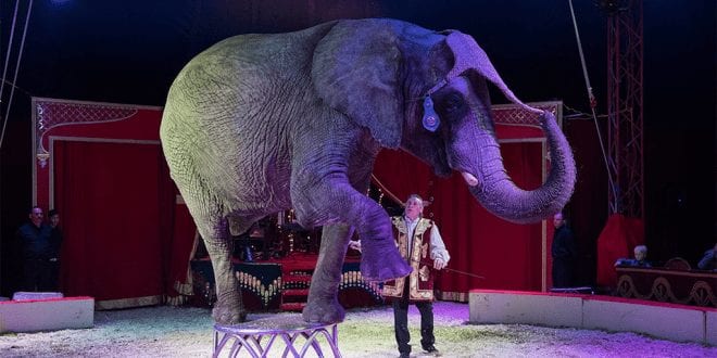 Denmark pays $1.6 million to rescue 4 circus elephants
