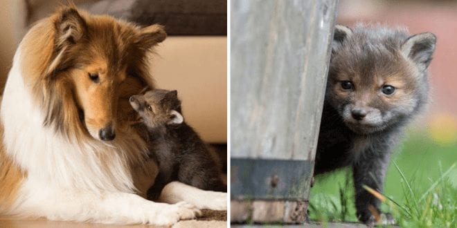 Dog-turns-surrogate-mum-for-orphaned-baby-fox