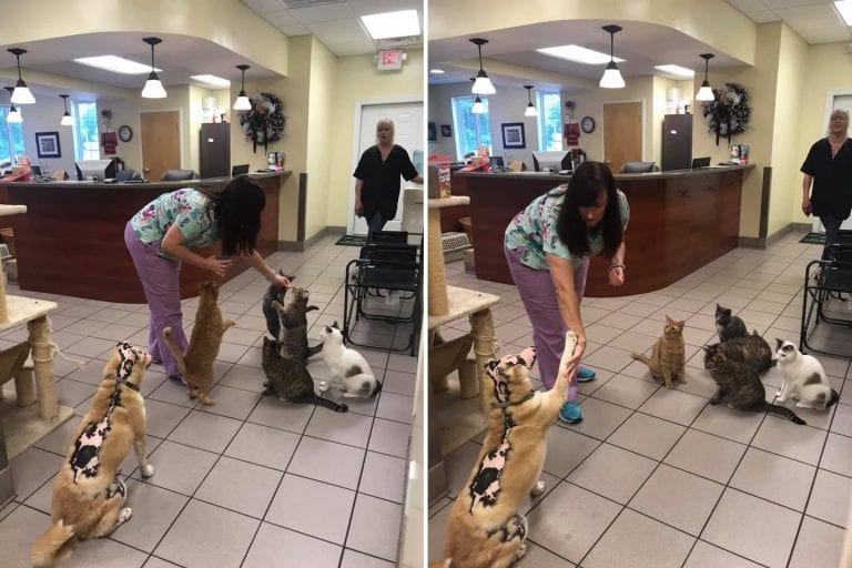 Dog who almost died in a fire becomes a therapy dog to rehabilitate other victims