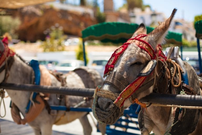 Donkey rides banned in Costa Rica, but only if you're over 12.5 stone