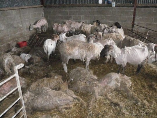 Farmer jailed for 18 months after leaving animals to rot in appalling conditions
