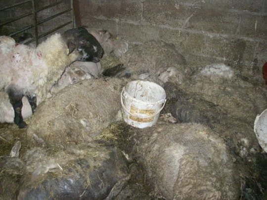 Farmer jailed for 18 months after leaving animals to rot in appalling conditions