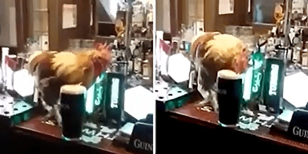 Fury-over-video-of-chicken-drinking-pint-of-Guinness-in-Irish-pub