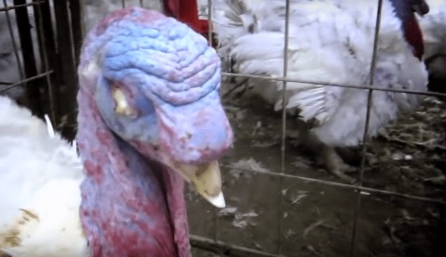 Investigation reveals workers 'sexually assaulting' birds at major Christmas turkey farm