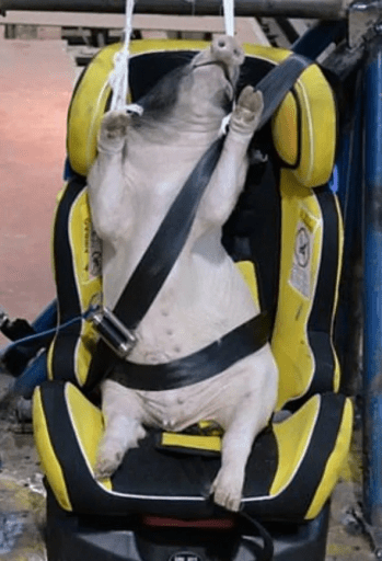 Live pigs used as crash test dummies and slammed into walls at 30mph