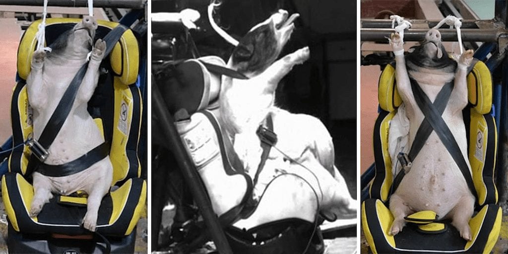 Live pigs used as crash test dummies and slammed into walls at 30mph