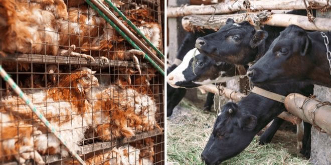 New-law-finally-makes-it-illegal-to-crush-drown-burn-or-impale-animals-but-what-about-the-meat-industry