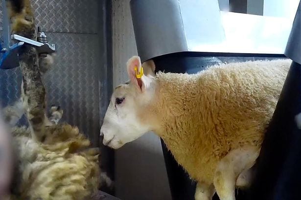 Sheep crushed and beheaded in front of each other in shocking footage at British slaughterhouse