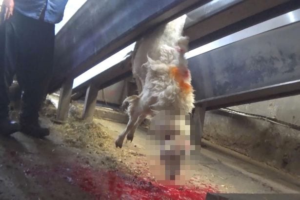 Sheep crushed and beheaded in front of each other in shocking footage at British slaughterhouse