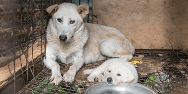 The last dog slaughterhouse in Seoul has shut down thanks to years of relentless activism