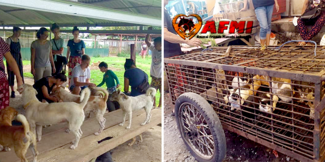 This Indonesian man keeps rescuing dogs from the meat trade despite facing abuse and attacks