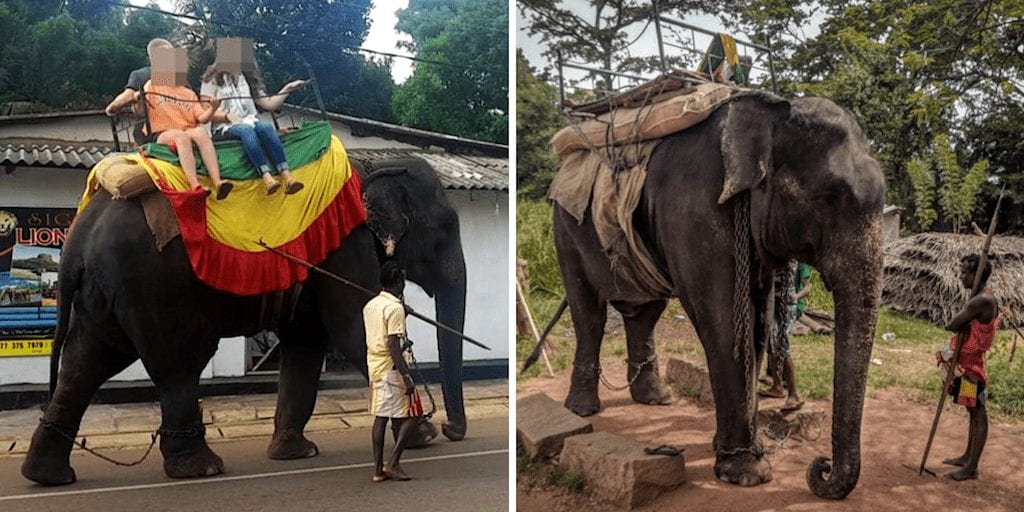 Young elephant dies from exhaustion after being relentlessly forced to carry tourists