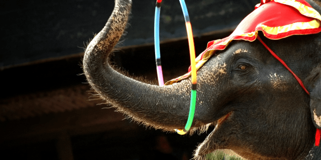 paris-bans-wild-animals-in-circuses