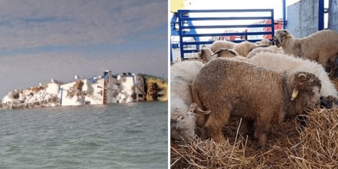 14,000 sheep die after ‘overloaded’ export boat capsizes