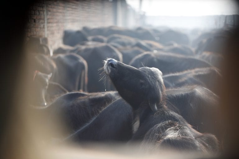 buffalos beheaded at festival in Nepal, but activists saved thousands of animals