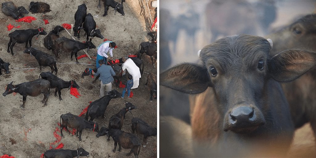 buffalos beheaded at festival in Nepal, but activists saved thousands of animals